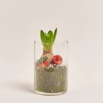 Зображення товару Композиція Гіацинт у склі, артикул: 54502