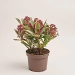 Зображення товару Скімія Японіка Пероза, артикул: 52726