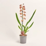 Зображення товару Камбрія мікс 1ст., артикул: 36345