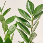 Зображення товару Заміокулькас 5ст., артикул: 40138