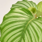 Зображення товару Калатея мікс, артикул: 56848