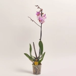 Зображення товару Фаленопсис 1ст. мікс, артикул: 18850