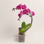 Зображення товару Фаленопсис каскад "Бумеранг" 2ст. мікс, артикул: 49750