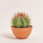 Зображення товару Кактус мікс, артикул: 56847