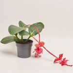 Зображення товару Медініла Фламенко, артикул: 30860