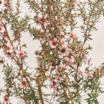 Зображення товару Лептоспермум Скопаріум, артикул: 35837