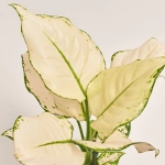 Зображення товару Аглаонема Супер Вайт, артикул: 52760