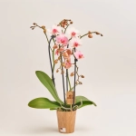 Зображення товару Фаленопсис фарб. каскад 2ст. мікс, артикул: 53484