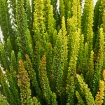 Зображення товару Калуна Скайфайв, артикул: 52521