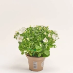 Зображення товару Кампанула Портеншлага біла, артикул: 56551