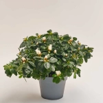 Зображення товару Азалія мікс, артикул: 54060