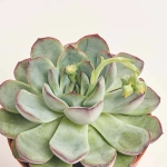 Зображення товару Ехеверія мікс, артикул: 33840