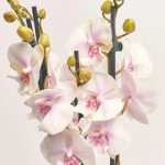 Зображення товару Фаленопсис 3ст. мікс, артикул: 23152