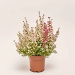 Зображення товару Еріка мікс в горщ., артикул: 52246