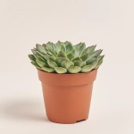 Зображення товару Сукулент мікс, артикул: 2084