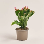 Зображення товару Шлюмбергера мікс, артикул: 25357