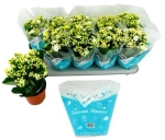 Зображення товару Каланхоє біле, артикул: 48435