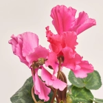 Зображення товару Цикламен Хеліос Кьорлі, артикул: 23624