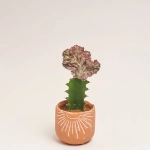 Зображення товару Еуфорбія Лактея Крістата в кер., артикул: 30796