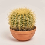 Зображення товару Ехінокактус Грузоні d23 (25-30), артикул: 55515