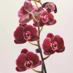 Зображення товару Фаленопсис 1ст. мікс, артикул: 18850