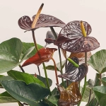 Зображення товару Антуріум Джамбо Блек, артикул: 52588