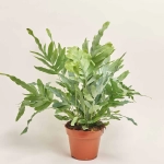 Зображення товару Флебодіум Блу Стар, артикул: 51794