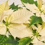 Зображення товару Пуансетія Аляска, артикул: 54172