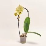 Зображення товару Фаленопсис каскад 1ст. жовтий, артикул: 56457