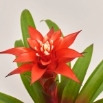 Зображення товару Гузманія Конфеті, артикул: 52672