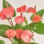 Зображення товару Антуріум Адіос Пінк, артикул: 38615