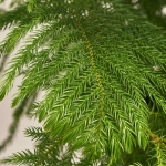 Зображення товару Араукарія Гетерофіла, артикул: 52838