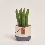 Зображення товару Сансевієрія Циліндріка "Спагетті" в кер., артикул: 47929