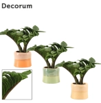 Зображення товару Заміокулькас Зензі "Евіта" в кер., артикул: 53077