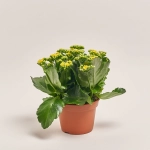 Зображення товару Каланхоє мікс, артикул: 26106