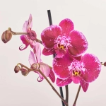 Зображення товару Фаленопсис 1ст. мікс, артикул: 17941