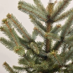 Зображення товару Ялина Супер Блу, артикул: 54059