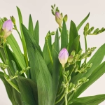 Зображення товару Фрезія фіолетова, артикул: 46725