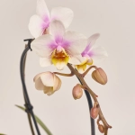 Зображення товару Фаленопсис Мф каскад 1ст. мікс в кер., артикул: 53169