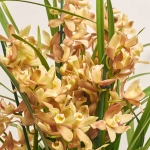 Зображення товару Цимбідіум мікс 6 ст., артикул: 21954