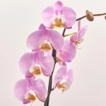 Зображення товару Фаленопсис 1ст. мікс, артикул: 17941