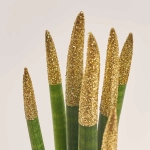 Зображення товару Сансевієрія Циліндріка гліттер в кер., артикул: 10110