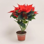 Зображення товару Пуансетія Преміум Ред, артикул: 22714