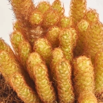 Зображення товару Кактус мікс в кер., артикул: 56882