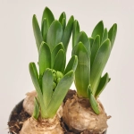 Зображення товару Гіацинт Єллоу Стоун, артикул: 55446