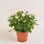 Зображення товару Хризантема Крістал біла, артикул: 46740