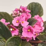 Зображення товару Сенполія мікс, артикул: 18381