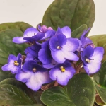 Зображення товару Сенполія мікс, артикул: 18381