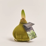 Зображення товару Амариліс "Вельвет Тач" Евергрін Декорум, артикул: 54371