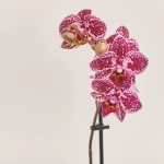 Зображення товару Фаленопсис міні 1ст. в кер., артикул: 50231